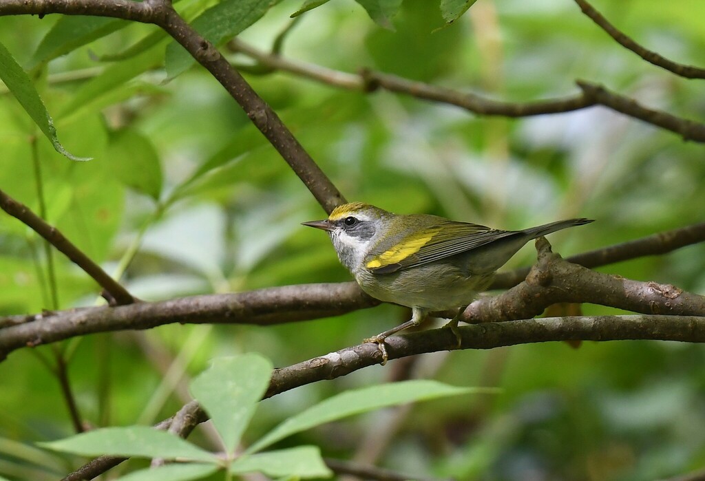 Vermivora chrysoptera (Golden-winged Warbler), California species