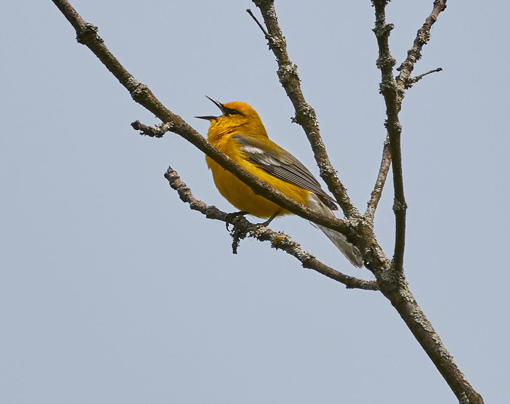 Vermivora cyanoptera (Blue-winged Warbler), California species