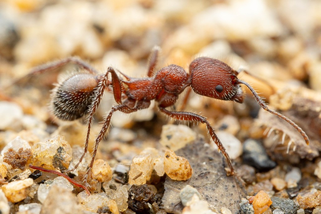 Veromessor andrei (Andre's Harvester Ant), California species