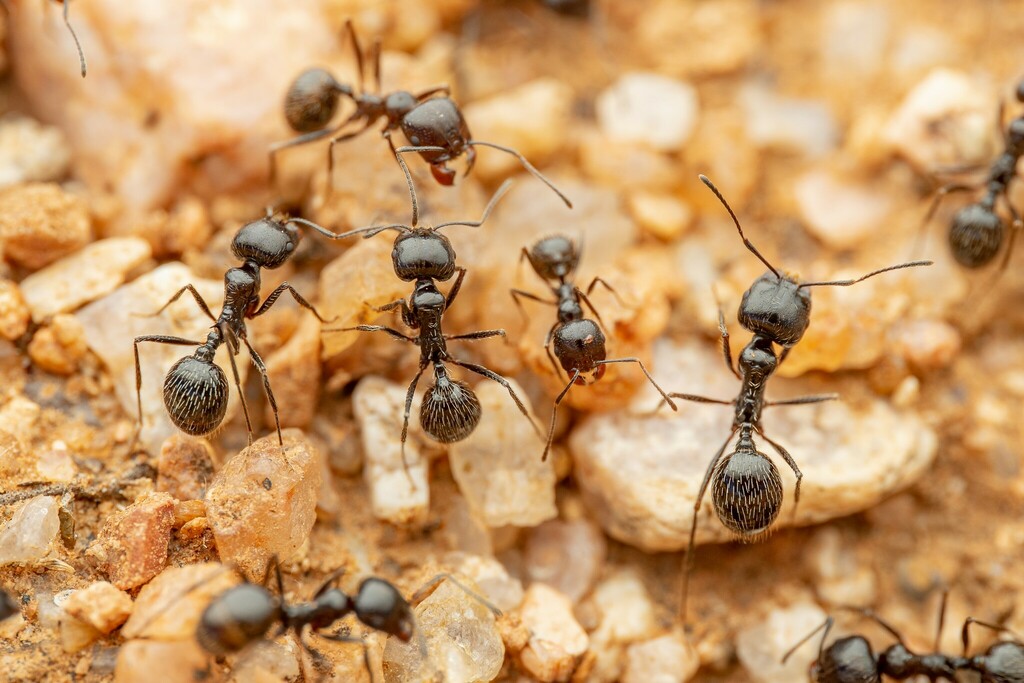 Veromessor pergandei (Black Harvester Ant), California species