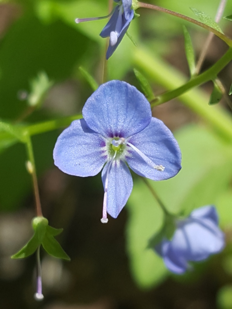 Veronica americana (American brooklime), native California herb