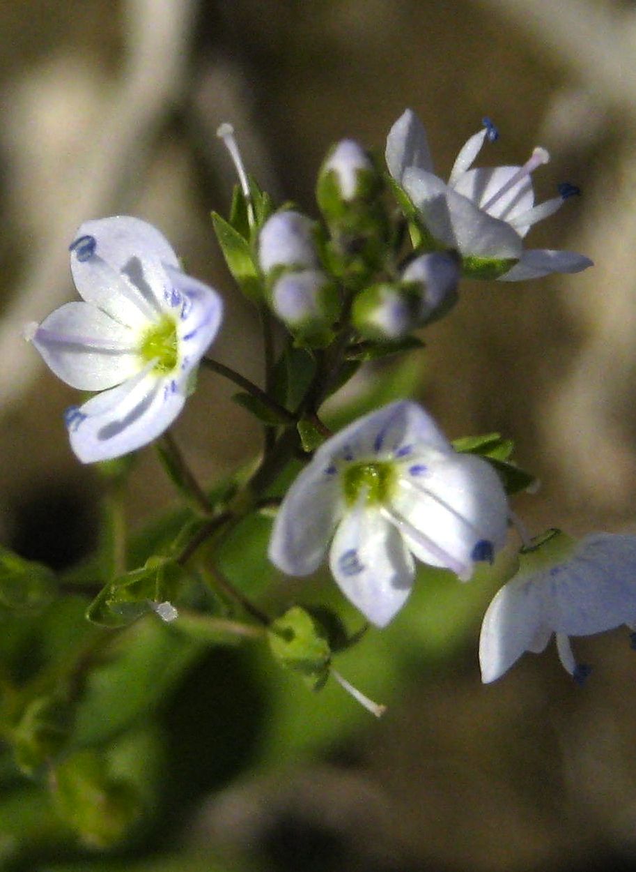 Veronica anagallis-aquatica (Water speedwell), non-native California herb