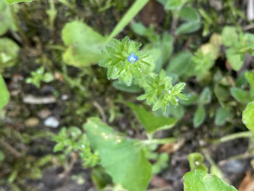 Veronica arvensis (Corn speedwell), non-native California herb