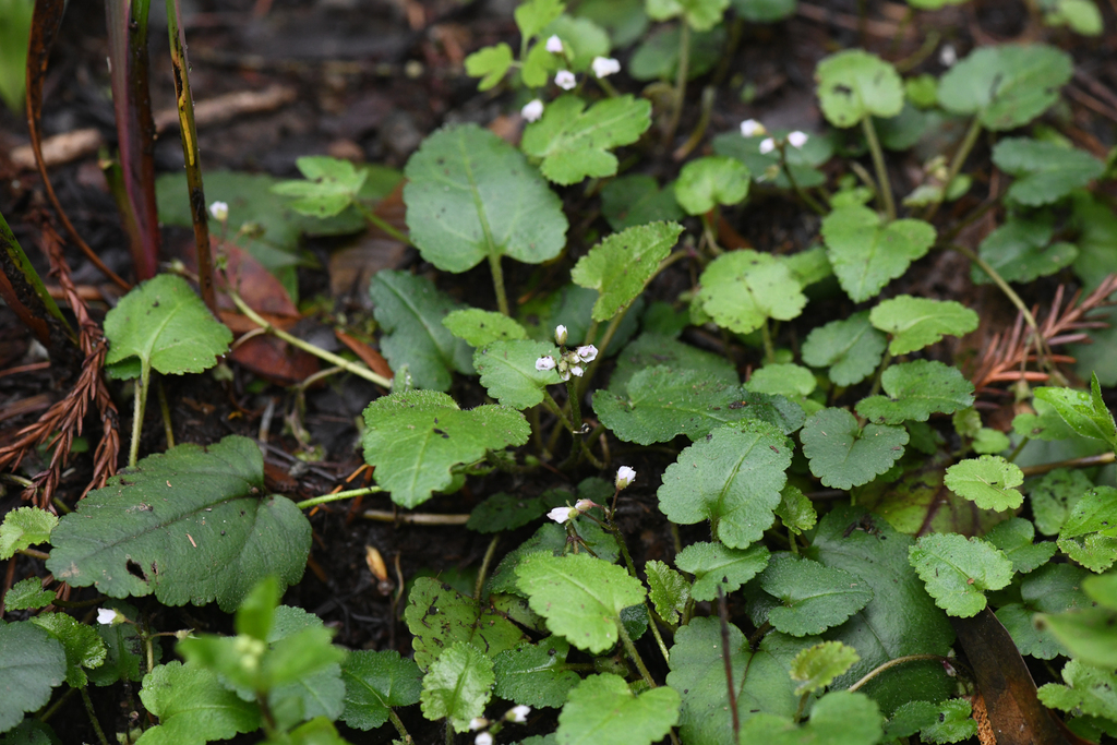 Veronica californica (Serpentine snow queen), native California perennial