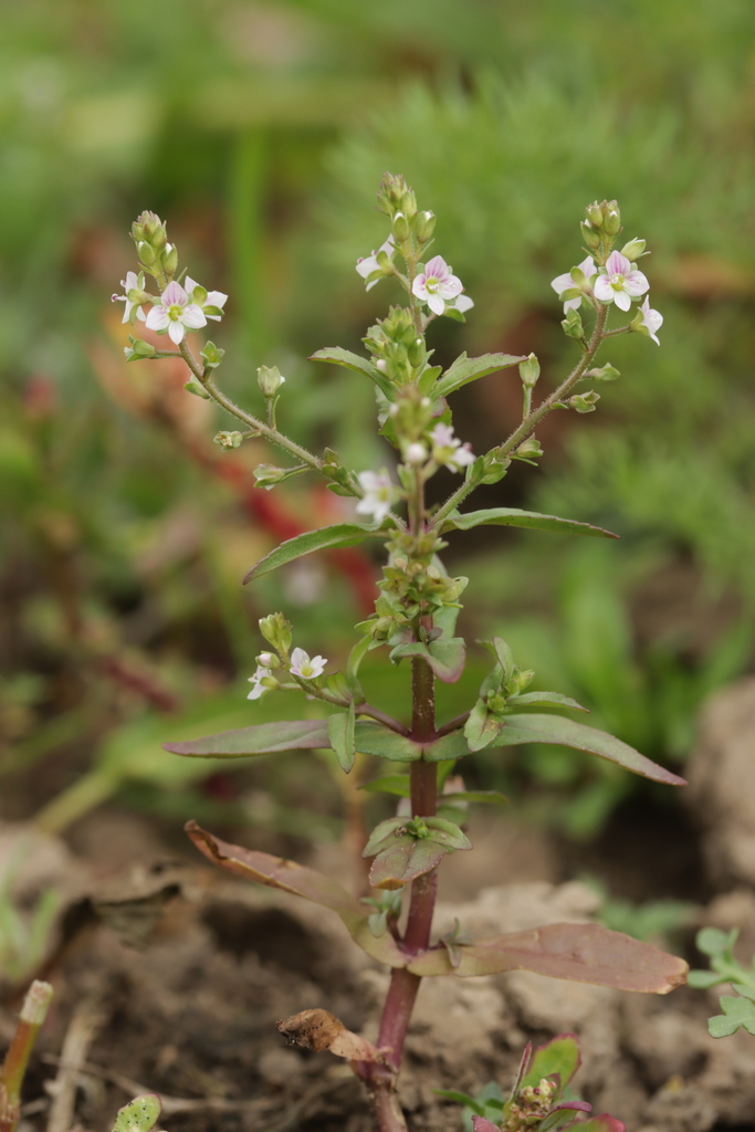Veronica catenata (Chain speedwell), native California perennial