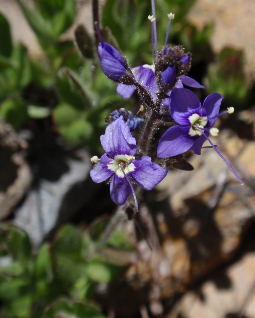 Veronica copelandii (Copeland's speedwell), native California herb