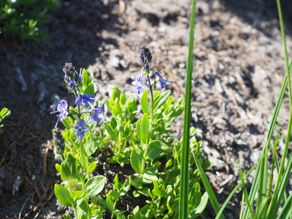 Veronica cusickii (Cusick's speedwell), native California herb