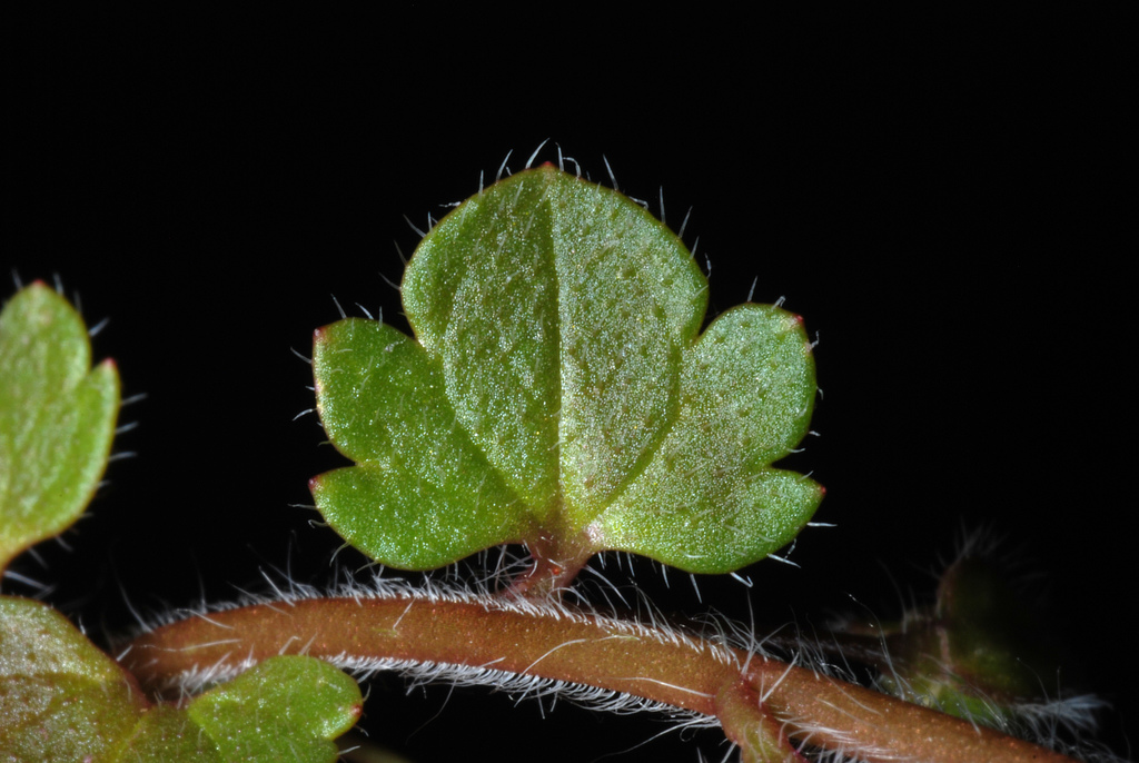 Veronica hederifolia (Ivy-leaved speedwell), non-native California herb