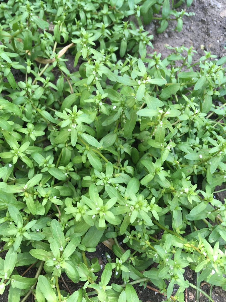 Veronica peregrina subsp. xalapensis (Purslane speedwell), native California herb
