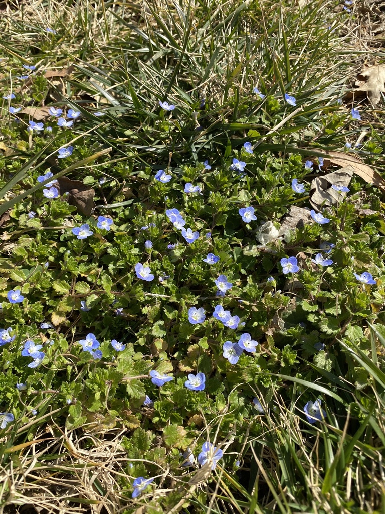 Veronica persica (Persian speedwell), non-native California herb