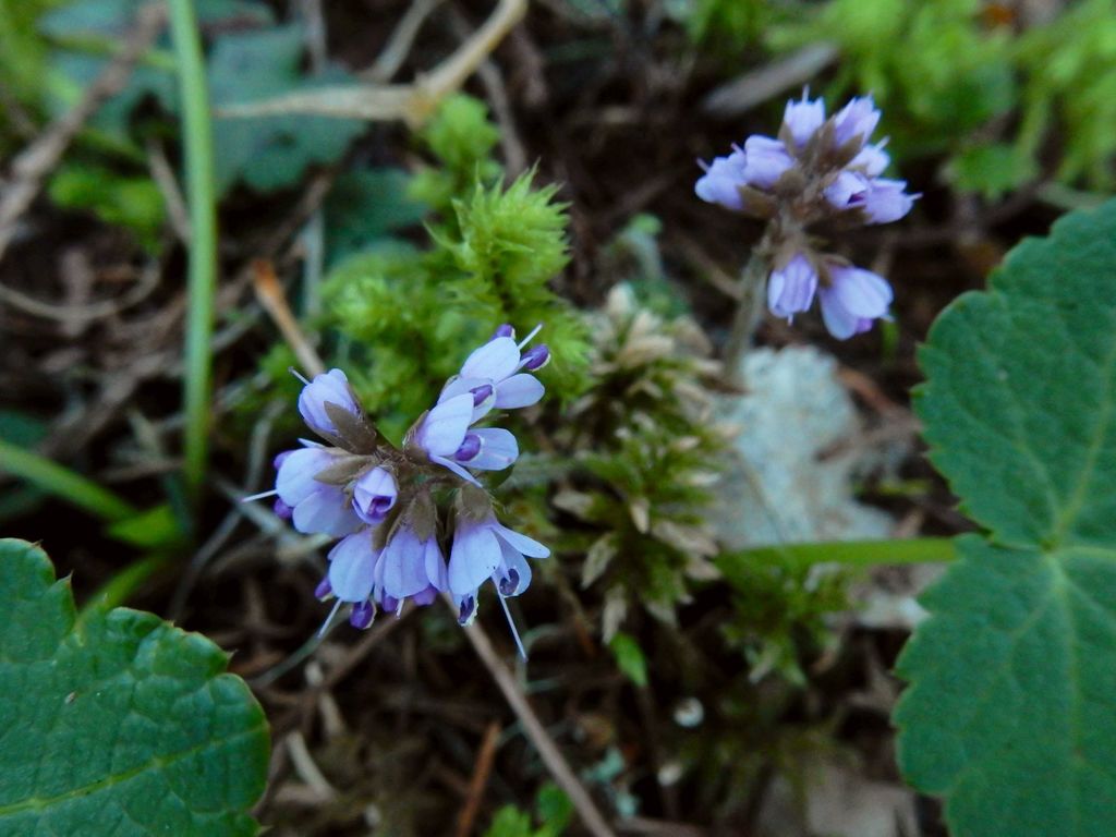 Veronica regina-nivalis (Snow queen), native California herb