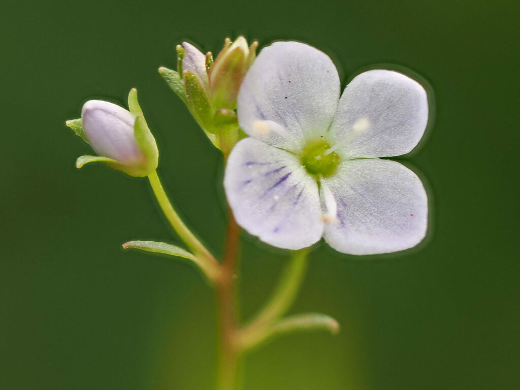 Veronica scutellata (Marsh speedwell), native California herb