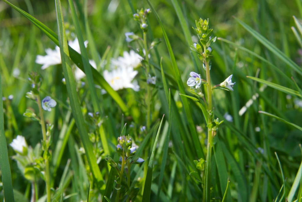 Veronica serpyllifolia subsp. humifusa, native California herb