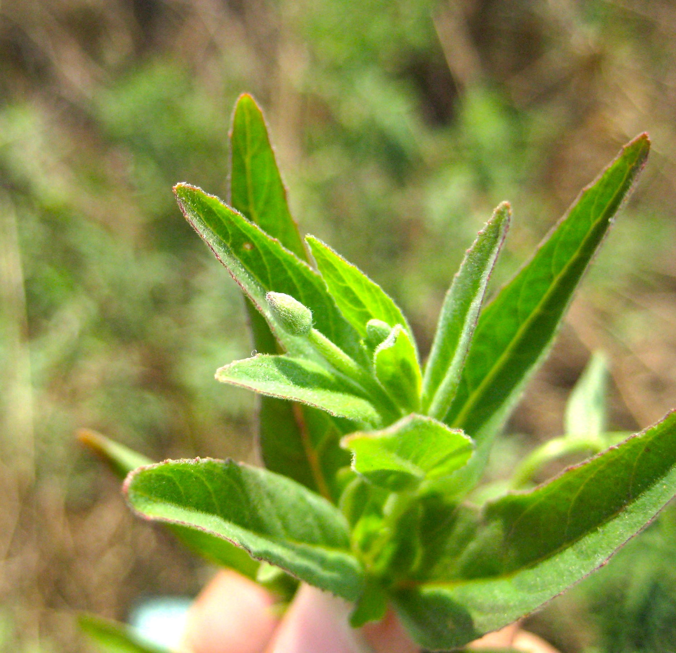 Veronica sp. (Speedwell), non-native California perennial