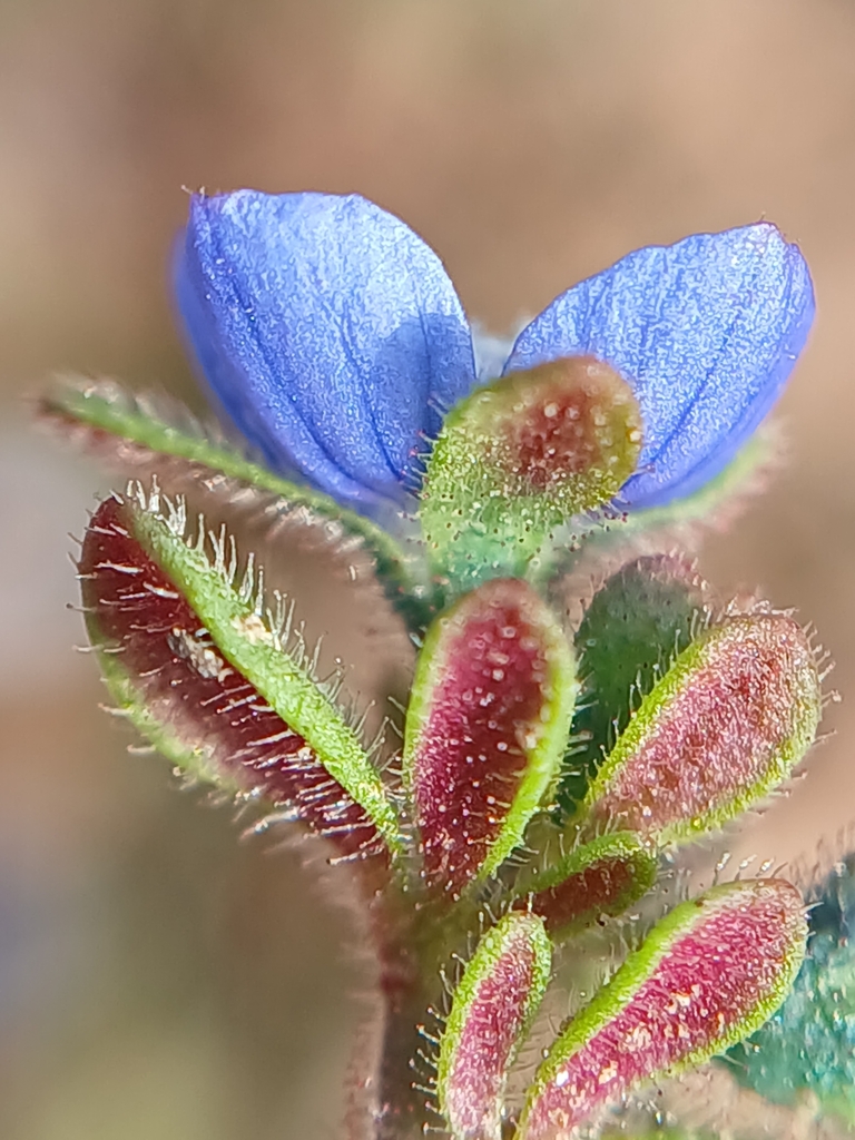 Veronica triphyllos (Finger speedwell), non-native California herb