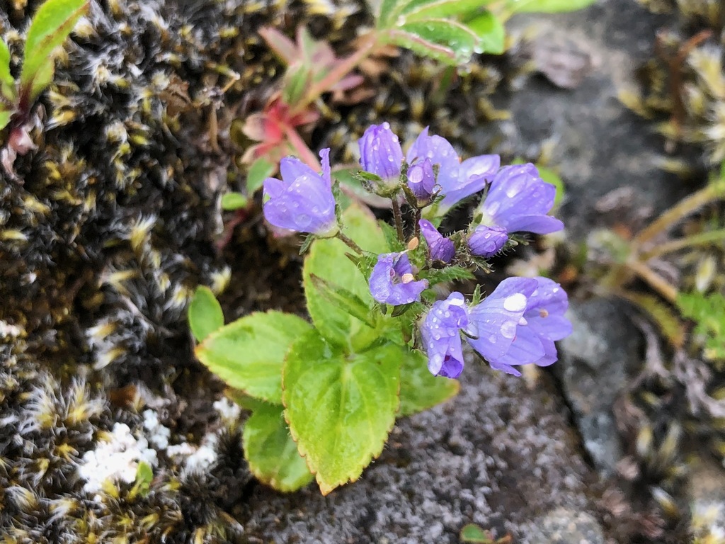 Veronica wormskjoldii (American alpine speedwell), native California herb
