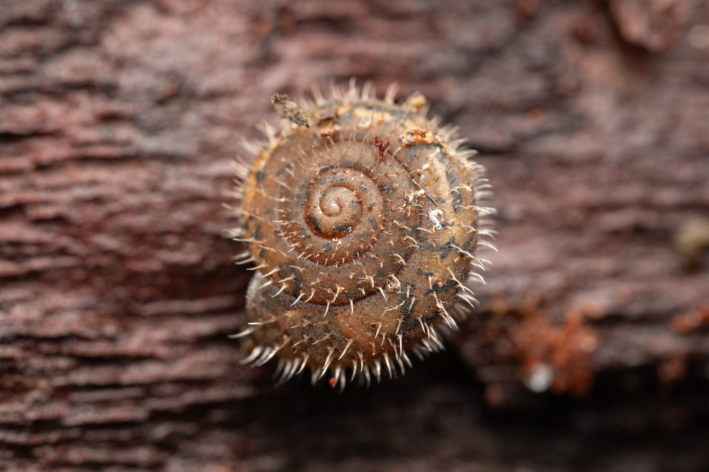 Vespericola karokorum (Karok Hesperian), California species