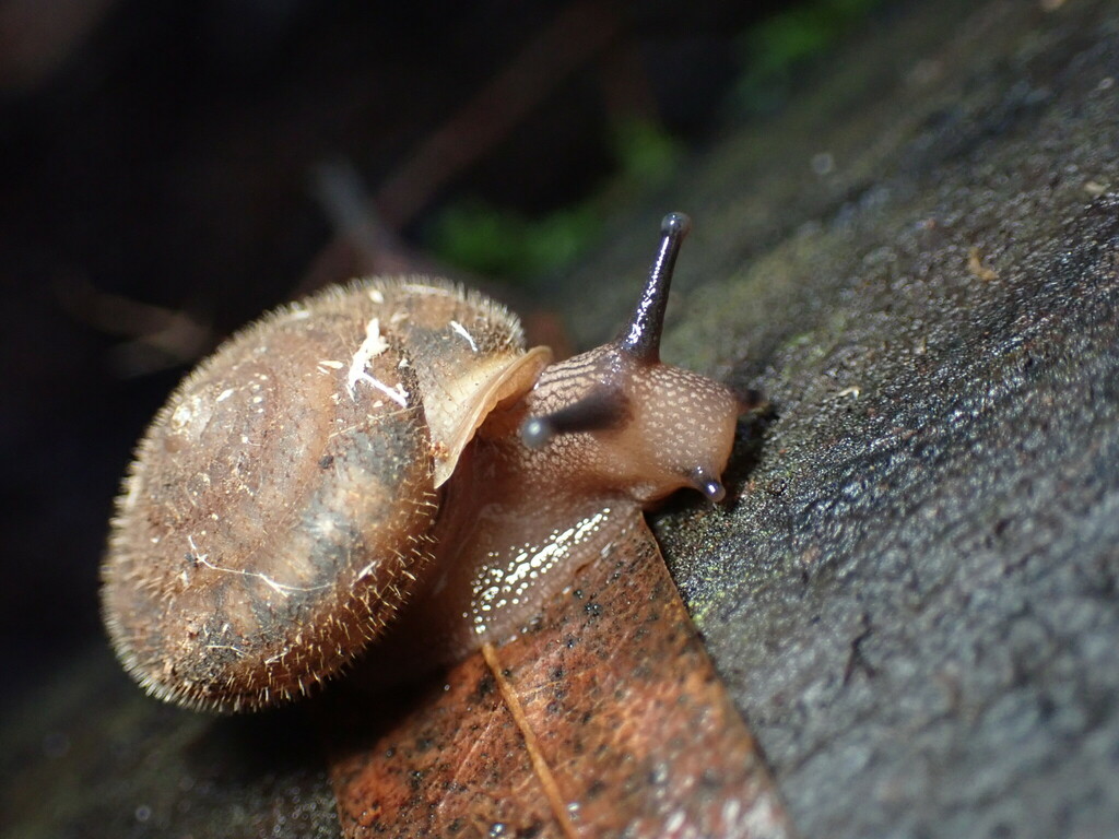 Vespericola marinensis (Marin Hesperian), California species