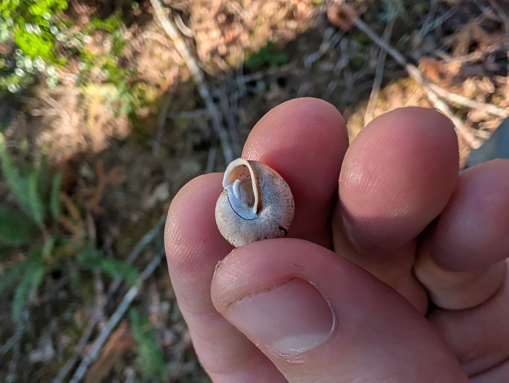 Vespericola pressleyi (Big Bar Hesperian), California species