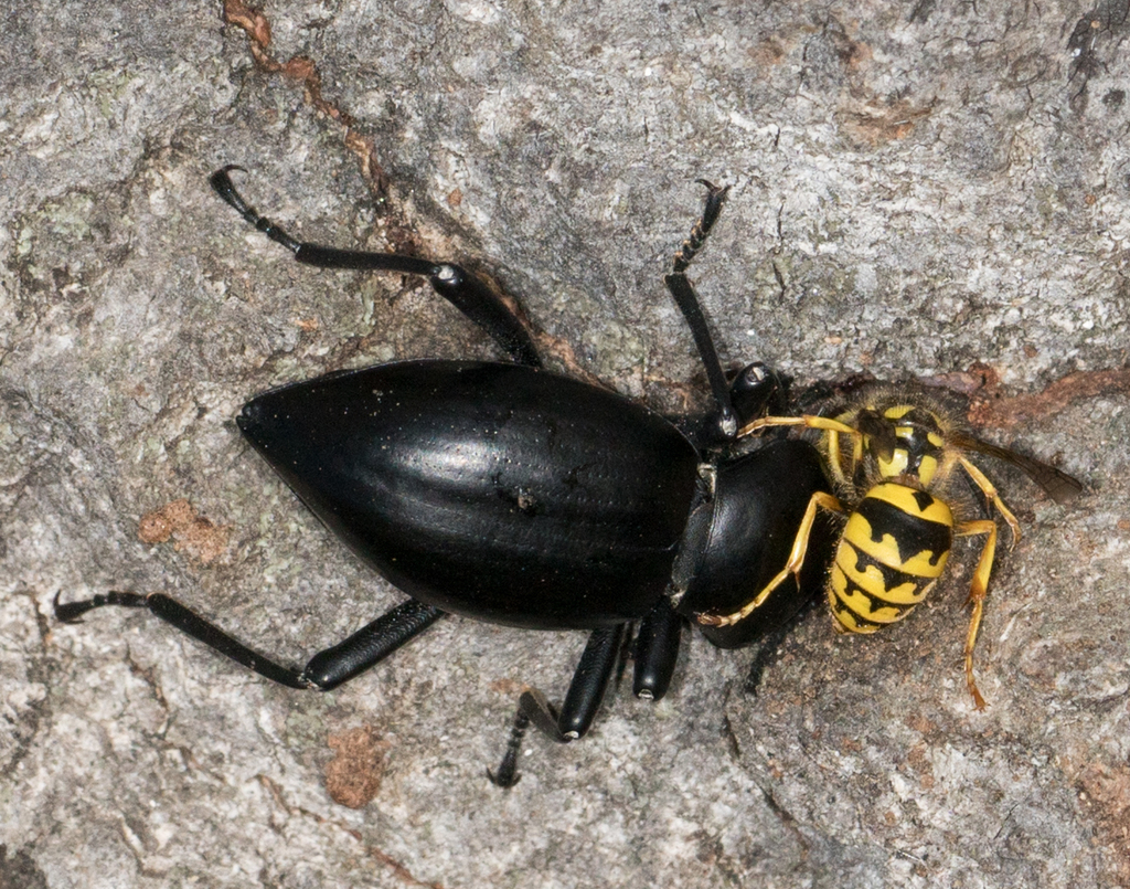 Vespula pensylvanica (Western Yellowjacket), California species