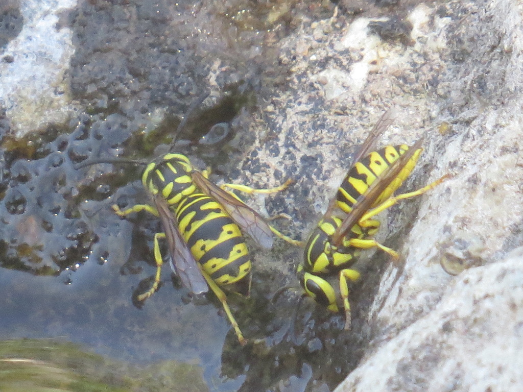 Vespula sulphurea (California Yellowjacket), California species