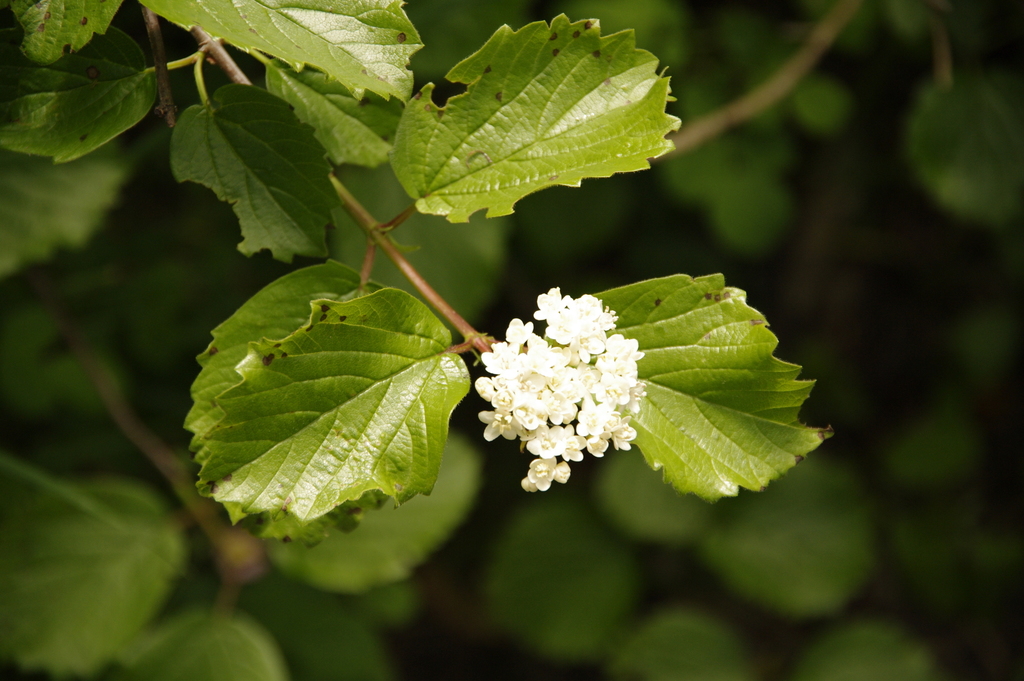 Viburnum ellipticum (Oval-leaved viburnum), native California shrub