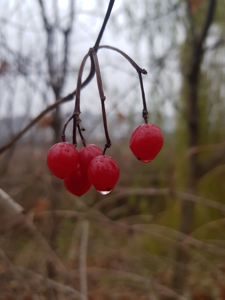 Viburnum opulus (Cranberrybush), non-native California shrub / tree