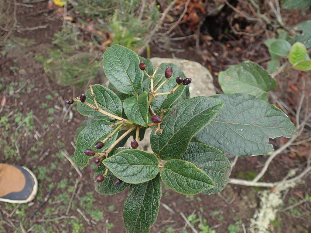 Viburnum rigidum, non-native California shrub