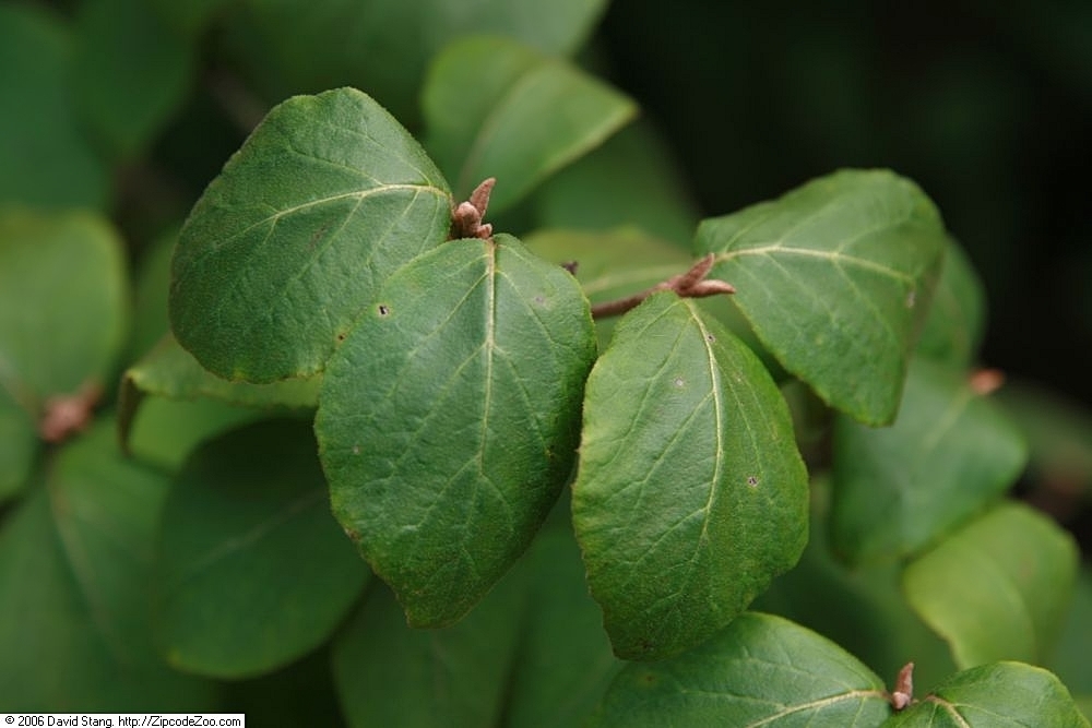 Viburnum sp., non-native California shrub