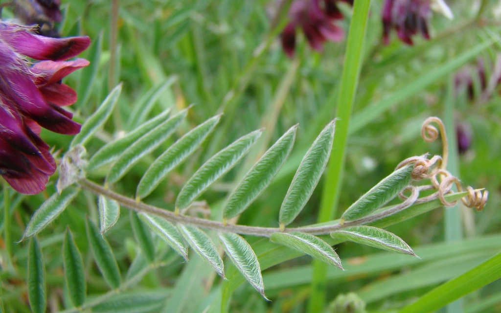 Vicia benghalensis (Purple vetch), non-native California vine