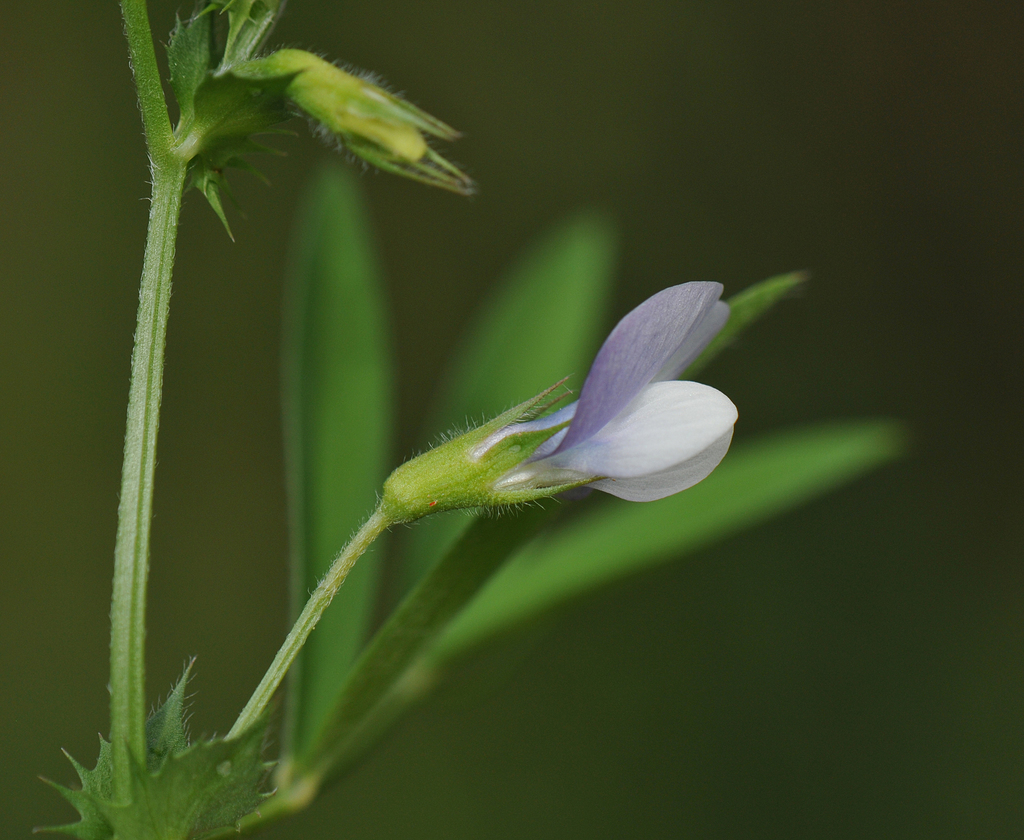Vicia bithynica (Bithynian vetch), non-native California herb