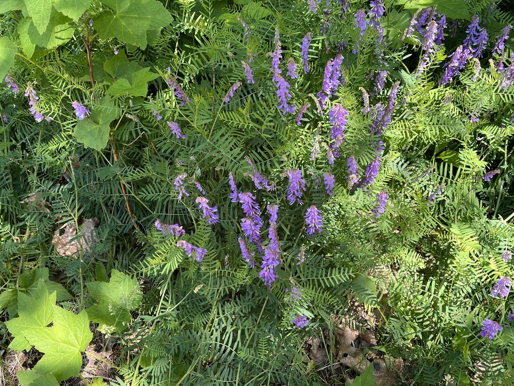 Vicia cracca (Bird vetch), non-native California vine