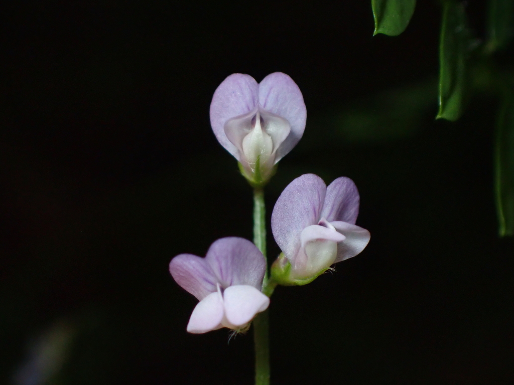 Vicia disperma (Two-seeded vetch), non-native California vine