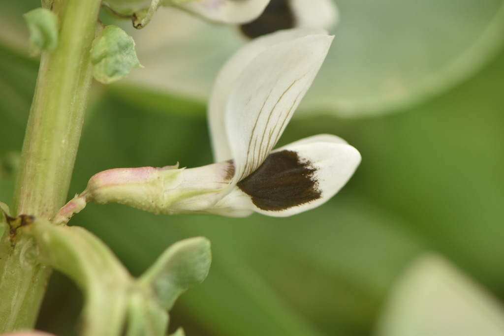 Vicia faba (Fava bean), non-native California vine