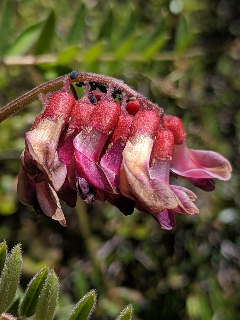 Vicia gigantea (Giant vetch), native California perennial