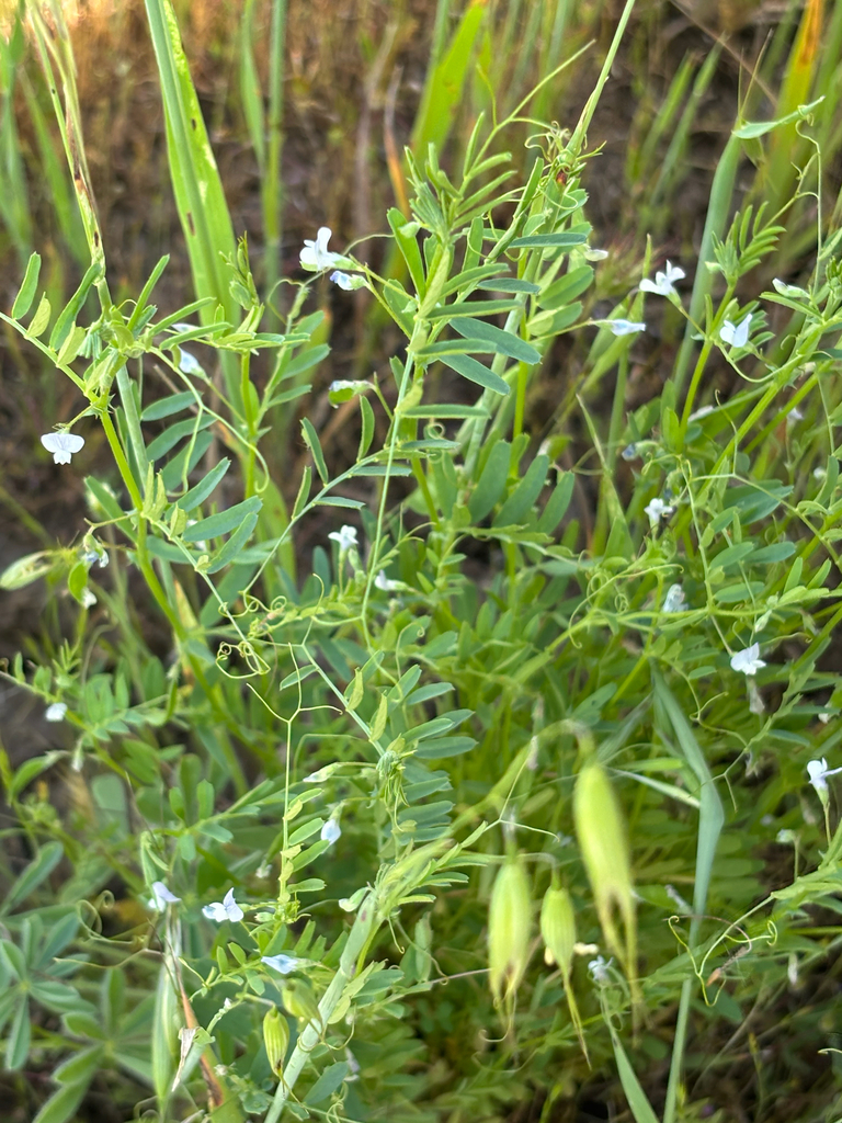 Vicia hassei (Slender vetch), native California vine