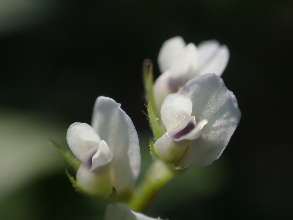 Vicia hirsuta (Hairy vetch), non-native California vine