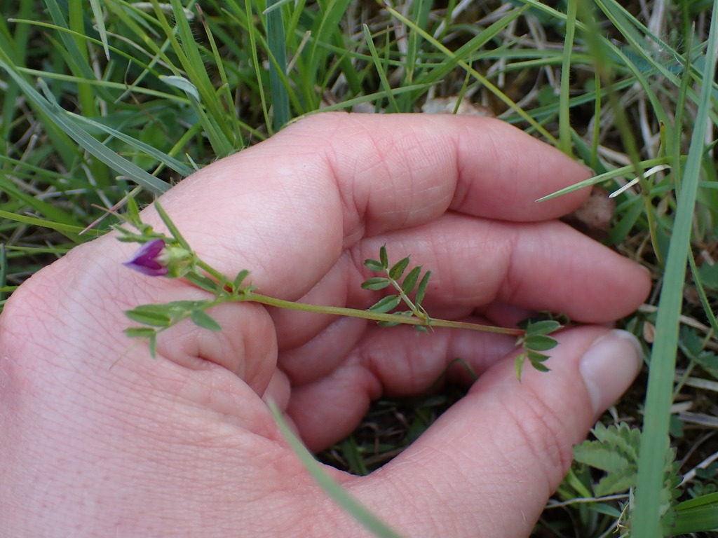 Vicia lathyroides (Pea vetch), non-native California vine