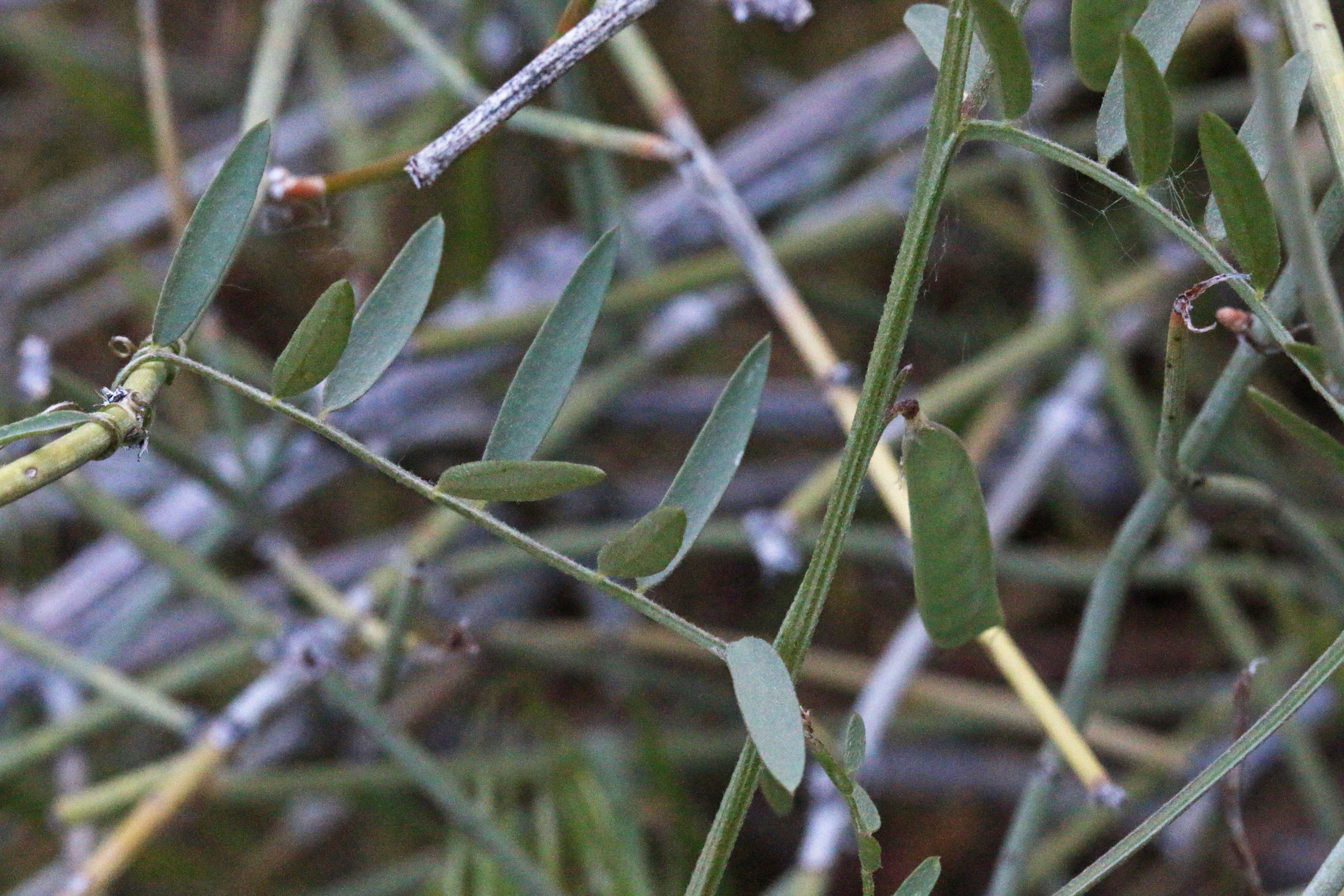Vicia ludoviciana subsp. ludoviciana (Deerpea vetch), native California vine