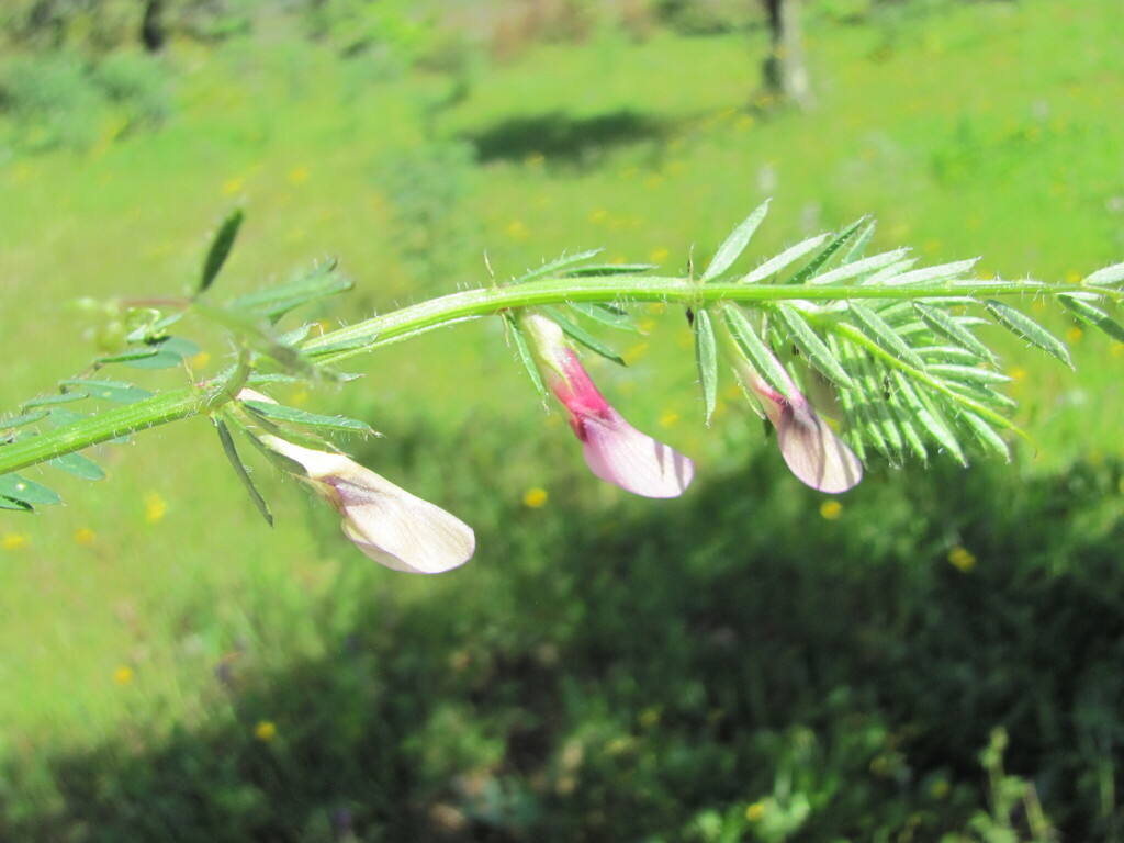 Vicia lutea (Yellow vetch), non-native California vine