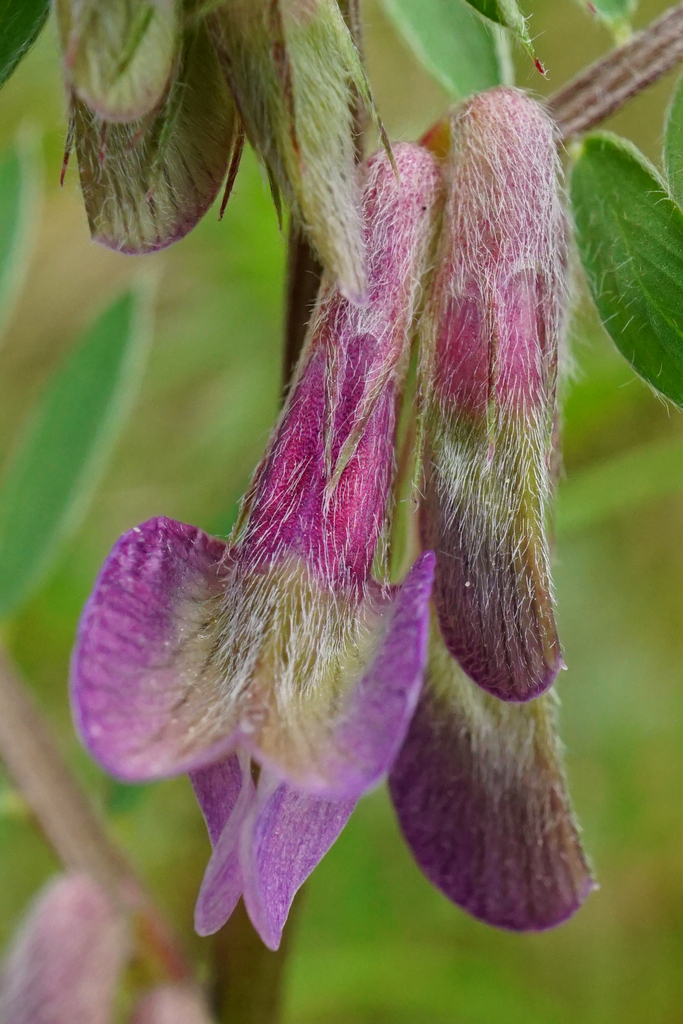 Vicia pannonica (Hungarian vetch), non-native California vine