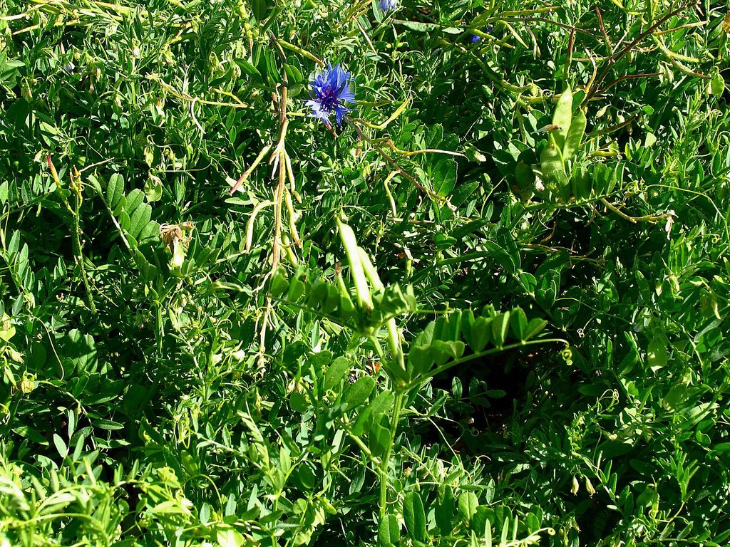 Vicia sp. (Vetch), non-native California perennial