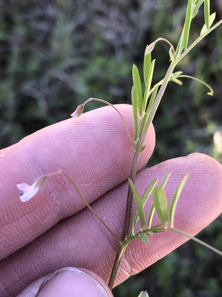 Vicia tetrasperma (Sparrow vetch), non-native California vine