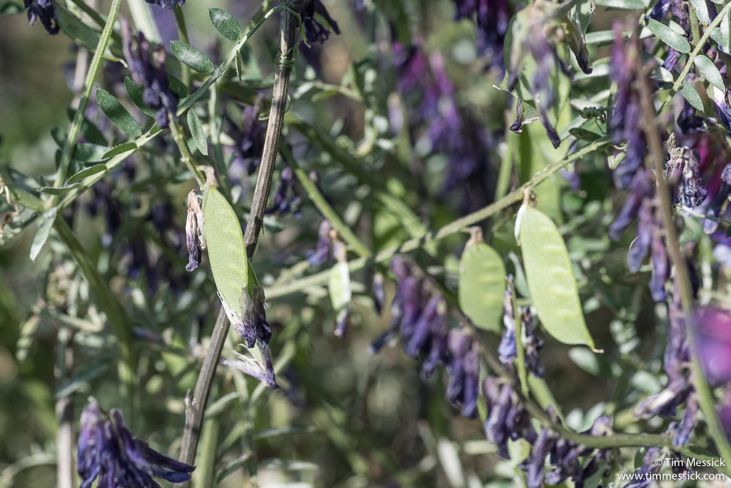 Vicia villosa subsp. varia, non-native California vine