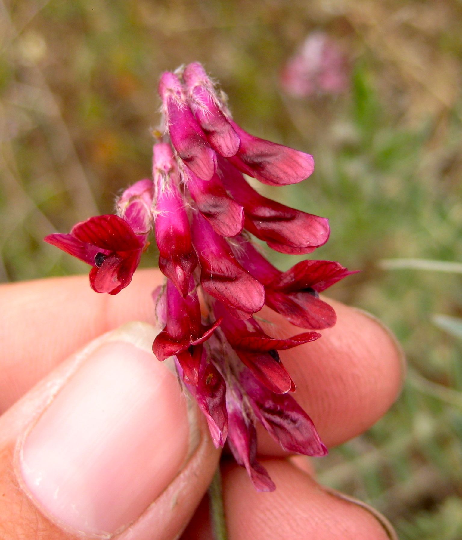 Vicia villosa (Hairy vetch), non-native California vine