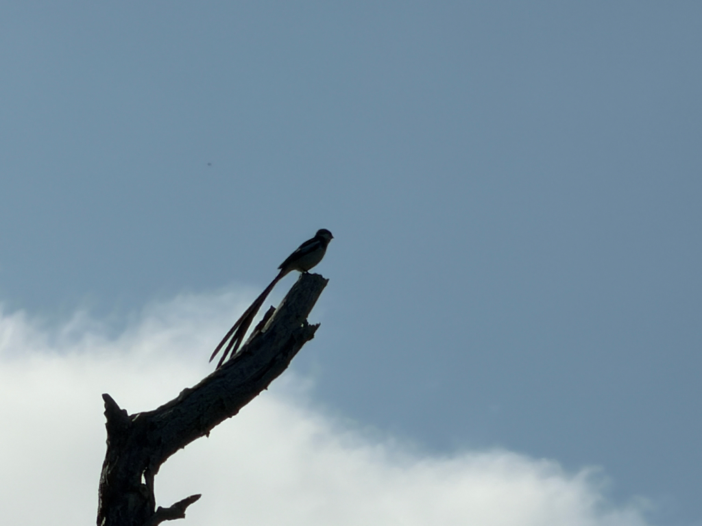 Vidua macroura (Pin-tailed Whydah), California species
