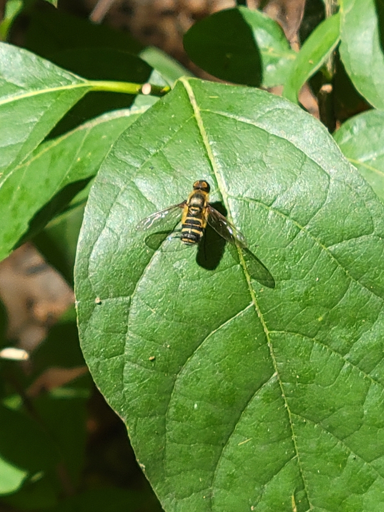 Villa lateralis, California species