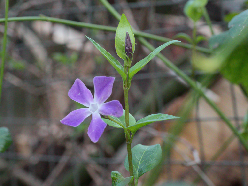 Vinca major (Greater periwinkle), non-native California vine