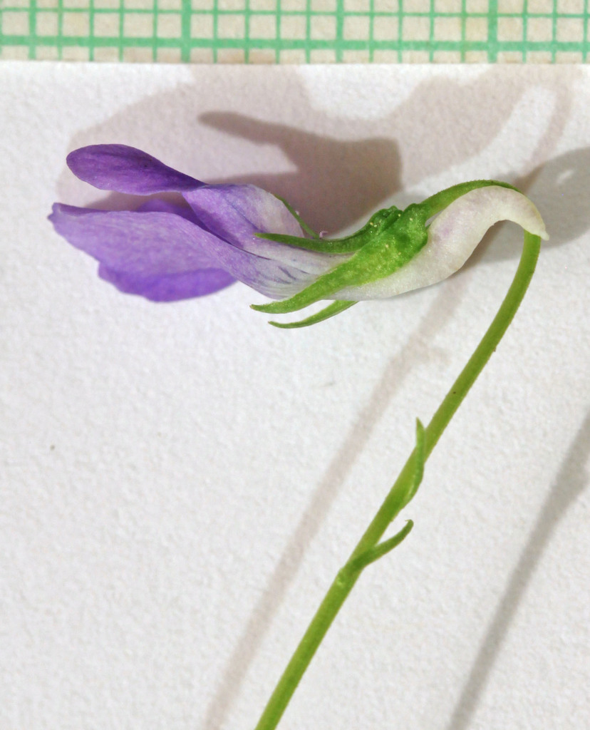 Viola adunca subsp. adunca (Western dog violet), native California perennial