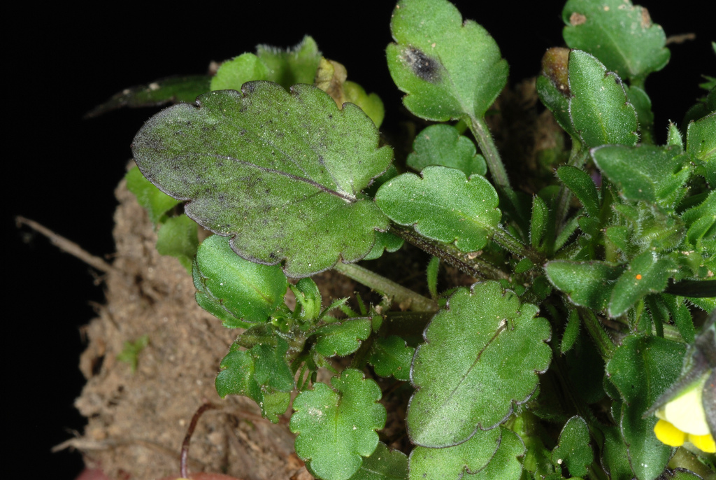 Viola arvensis (Field pansy), non-native California herb